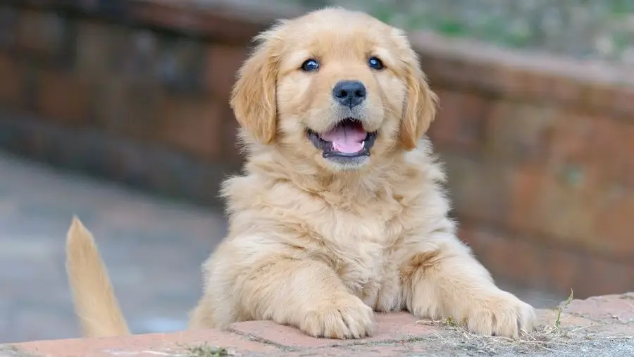 golden retriever | golden retriever puppies | golden retriever price