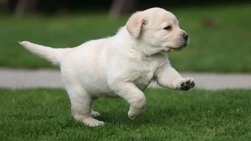 labrador retriever | labrador retriever puppies | labrador retriever price | labrador retriever سعر