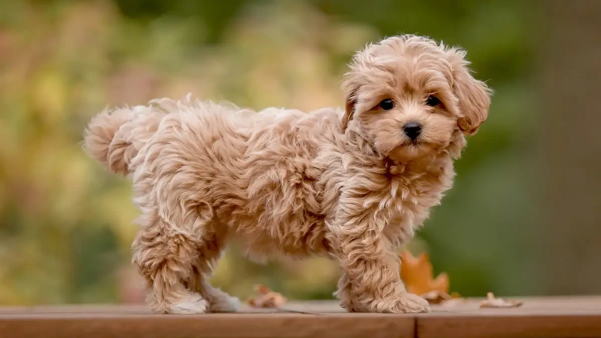 maltipoo | maltipoo dubai | maltipoo puppies | maltipoo price