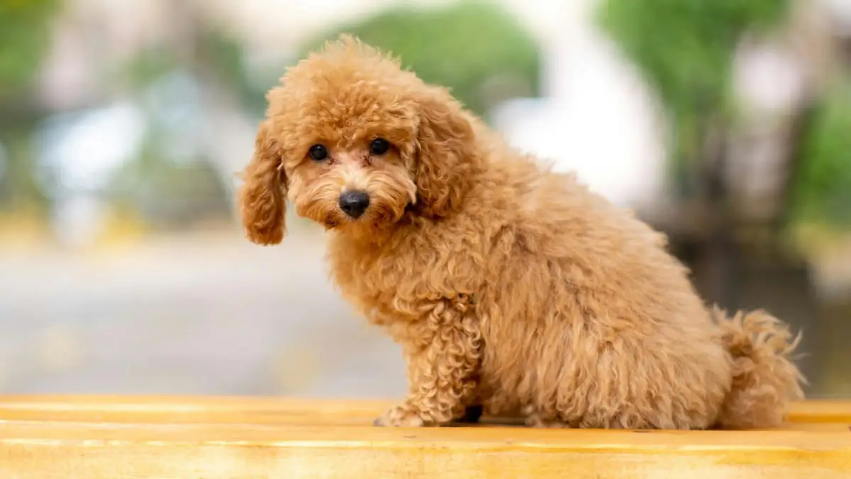 Mini poodle 