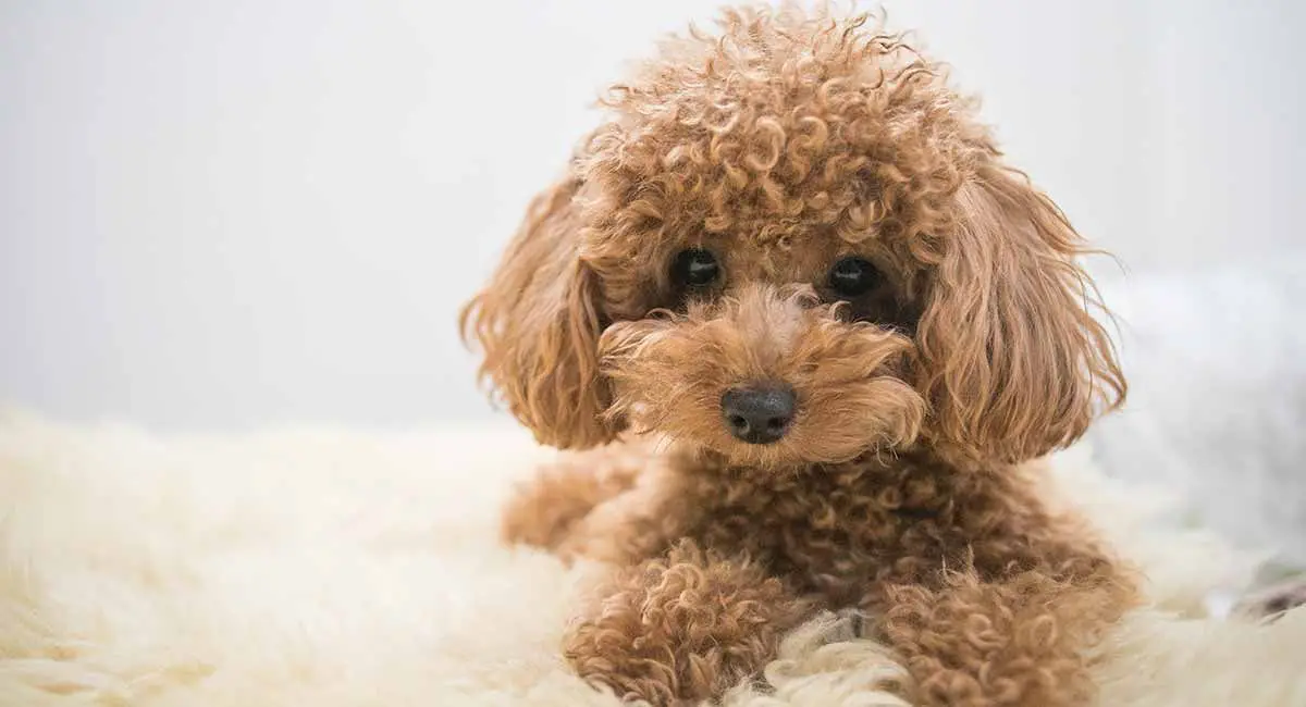 poddle toy | toy poodle dog | toy poodle | toy poodle price