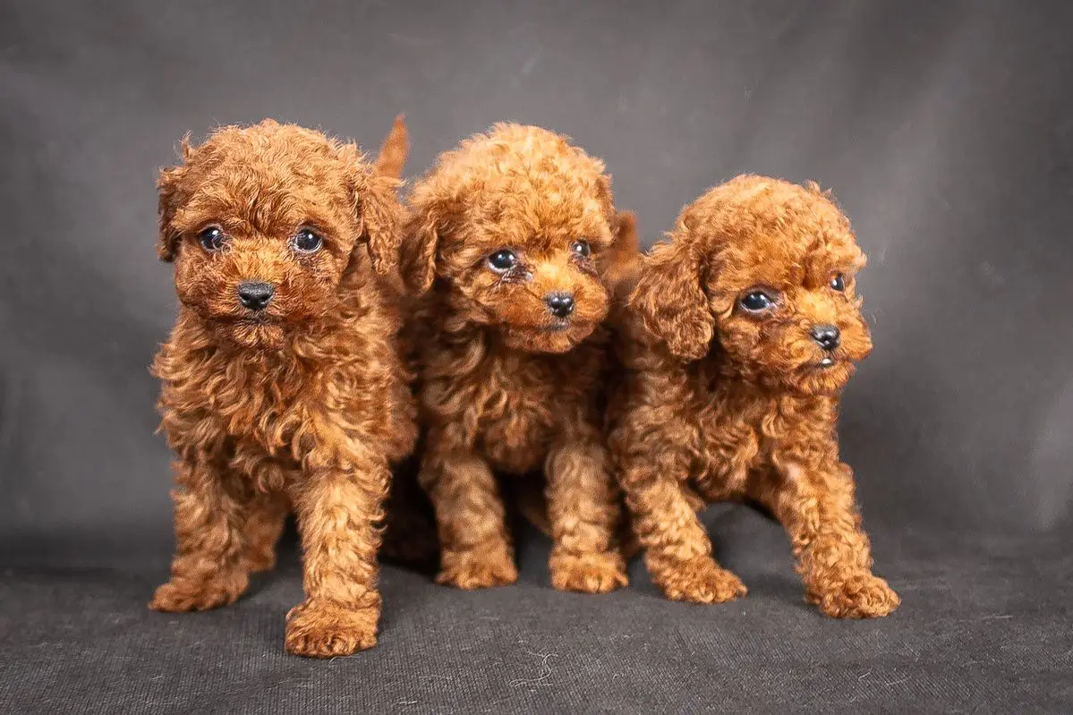 poddle | poodle puppies | standard poodle | standard poodle dog