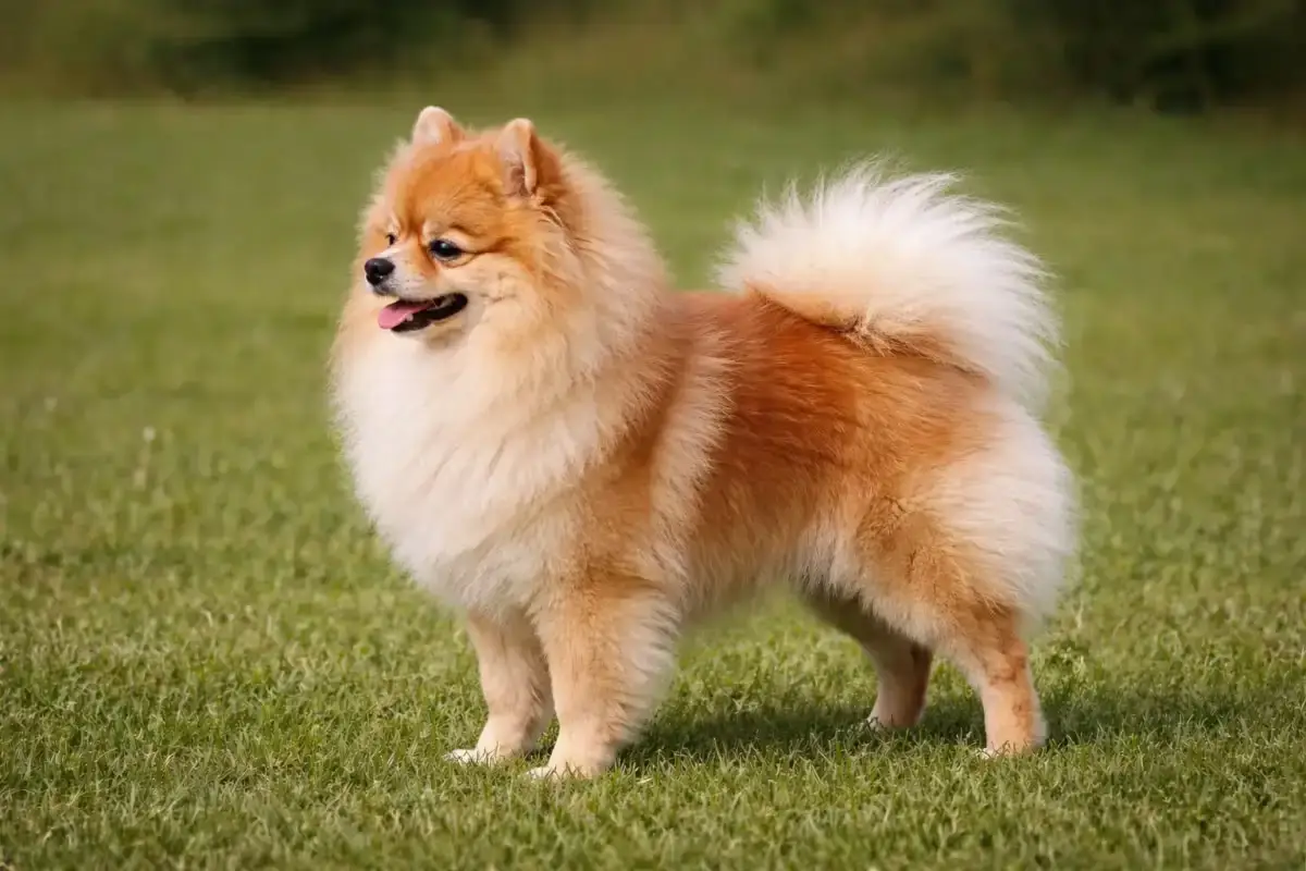 pomeranian | pomeranian dog | pomeranian dog price in UAE | pomeranian dog price