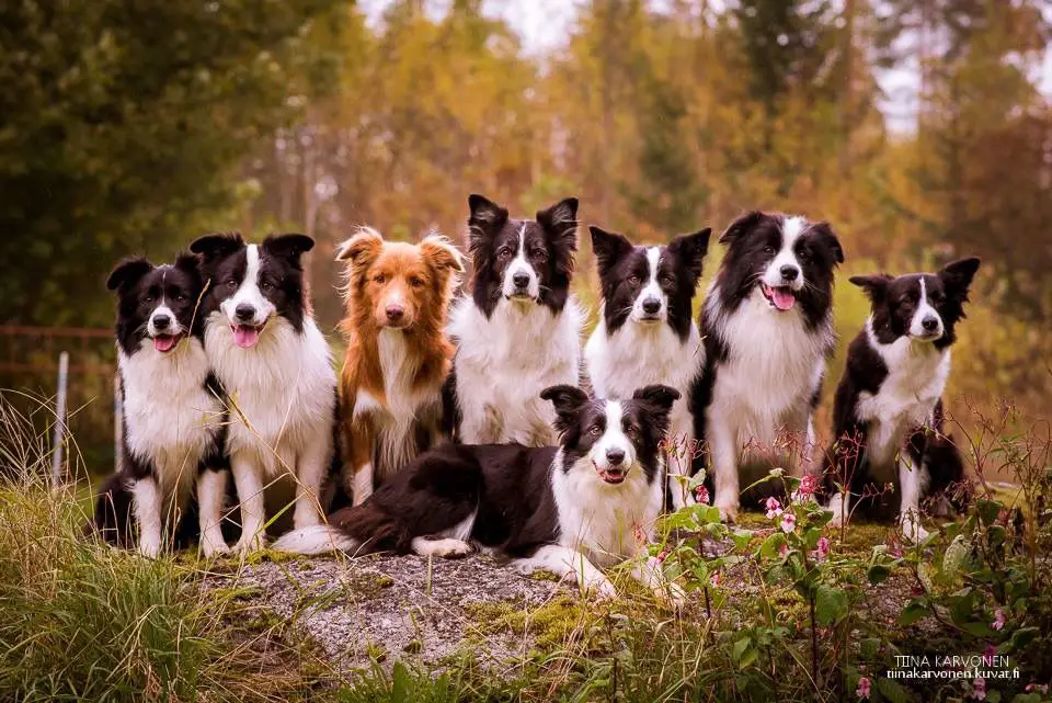 puppies cost