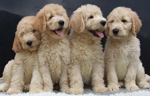puppies for sale Sharjah | dogs for sale Sharjah