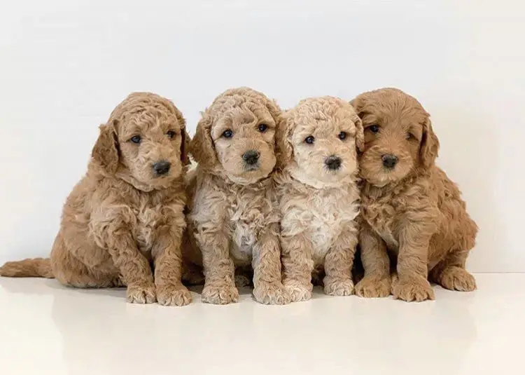puppies for sale in Abu Dhabi | puppies for sale Abu Dhabi