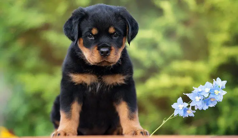 rottweiler | rottweiler puppies | dog rottweiler
