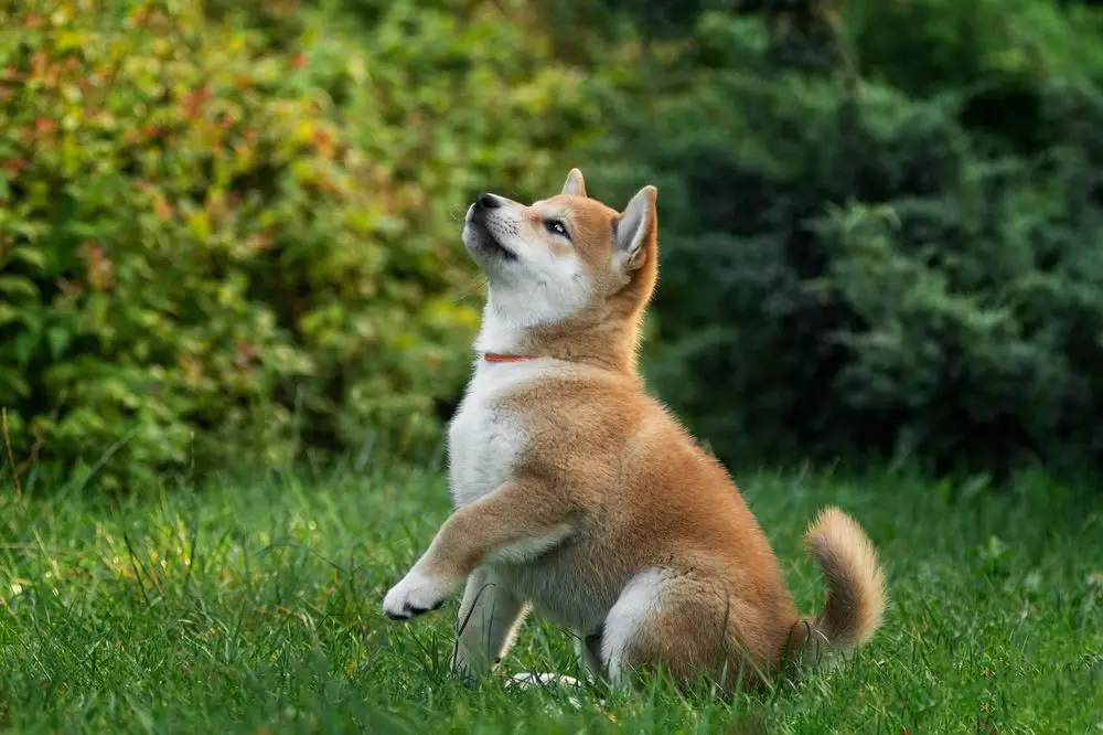 shiba inu | shiba inu puppy | shiba inu puppy dubai