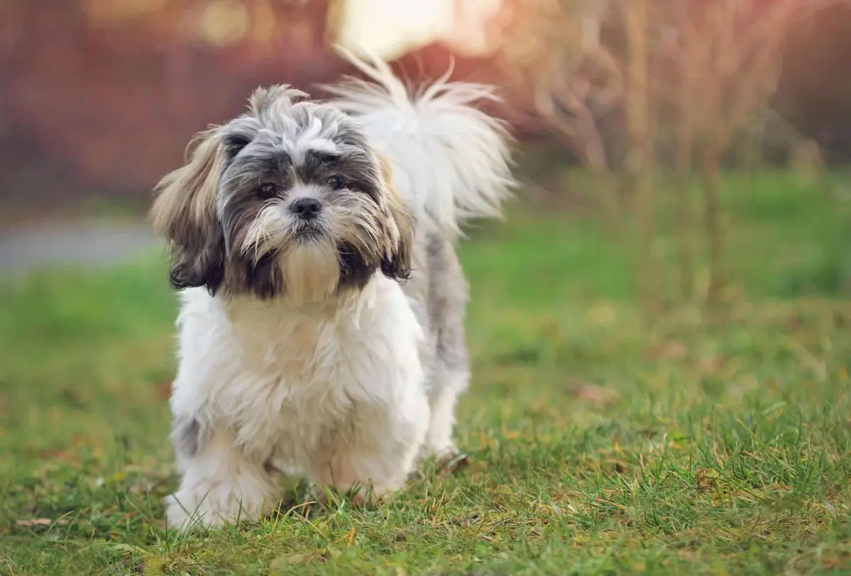 shih tzu | shih tzu puppies | shih tzu price | shih tzu price in UAE