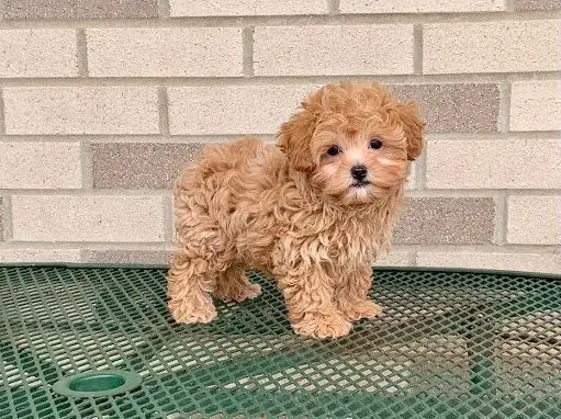 Teacup Maltipoo | Maltipoo teacup | Teacup mini Maltipoo | mini Maltipoo Teacup | Teacup Maltipoo puppies for sale