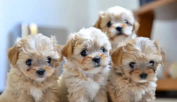 teacup puppy for sale | teacup puppies for sale
