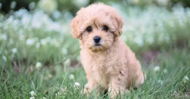 toy poodle for sale | toy poodle for sale dubai | toy poodle dubai