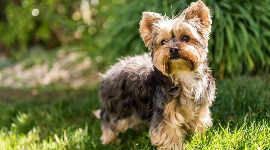 yorkshire terrier | yorkshire dog | yorkshire terrier puppy | yorkshire terrier puppy cute