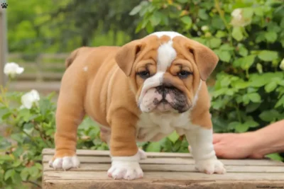 English Bulldog | English Bulldog For Sale | English Bulldog Dubai