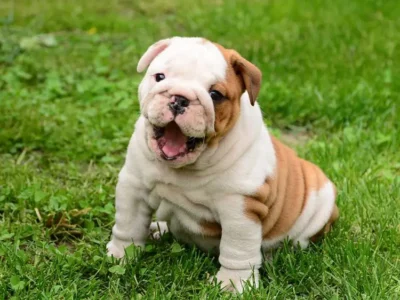 English Bulldog | English Bulldog For Sale | English Bulldog Dubai