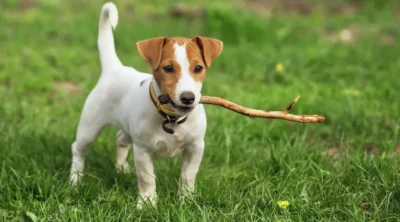 Jack Russell Terrier | Jack Russell | Jack Russell Dog | Jack Russel Dog breed