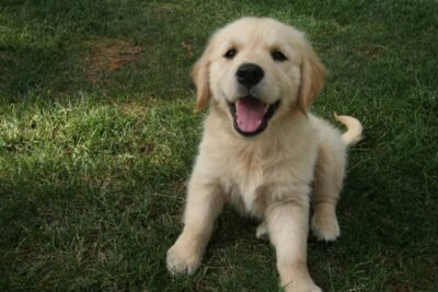 baby Golden Retriever Golden Retriever Dubai Golden Retriever dog
