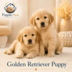 baby Golden Retriever Golden Retriever Dubai Golden Retriever dog