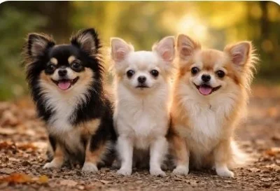 Teacup Chihuahua | teacup Chihuahua price range | teacup Chihuahua puppies
